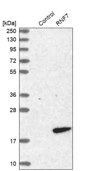 Merck Anti-RNF7 antibody produced in rabbit