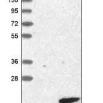 Merck Anti-RNF7 antibody produced in rabbit