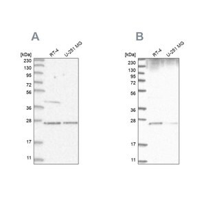 Merck Anti-GRB2 antibody produced in rabbit