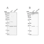 Merck Anti-GRB2 antibody produced in rabbit
