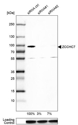Merck Anti-ZCCHC7 antibody produced in rabbit
