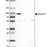 Merck Anti-ZCCHC7 antibody produced in rabbit