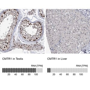 Merck Anti-CMTR1 antibody produced in rabbit