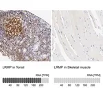 Merck Anti-LRMP antibody produced in rabbit