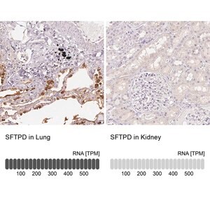 Merck Anti-SFTPD antibody produced in rabbit