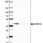 Merck Anti-SNRNP40 antibody produced in rabbit