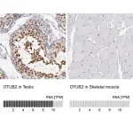 Merck Anti-OTUB2 antibody produced in rabbit
