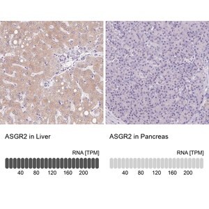 Merck Anti-ASGR2 antibody produced in rabbit