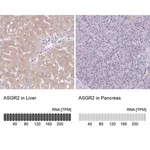 Merck Anti-ASGR2 antibody produced in rabbit