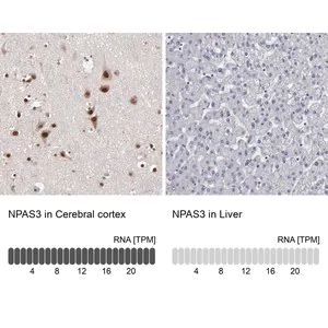 Merck Anti-NPAS3 antibody produced in rabbit