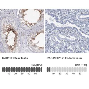 Merck Anti-RAB11FIP5 antibody produced in rabbit