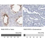 Merck Anti-RAB11FIP5 antibody produced in rabbit