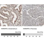 Merck Anti-HNRNPR antibody produced in rabbit