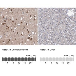 Merck Anti-NBEA antibody produced in rabbit