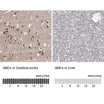 Merck Anti-NBEA antibody produced in rabbit