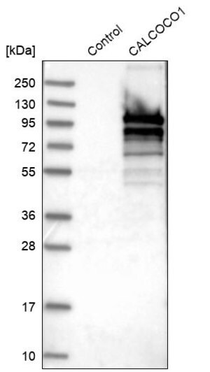Merck Anti-CALCOCO1 antibody produced in rabbit