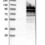 Merck Anti-CALCOCO1 antibody produced in rabbit