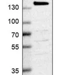 Merck Anti-WDR44 antibody produced in rabbit