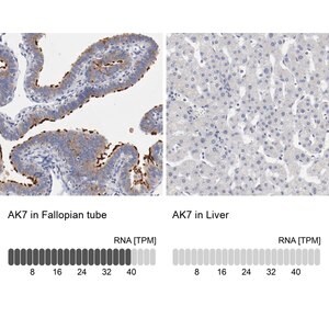Merck Anti-AK7 antibody produced in rabbit