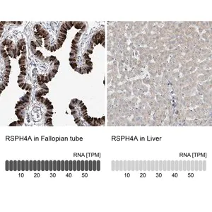Merck Anti-RSPH4A antibody produced in rabbit