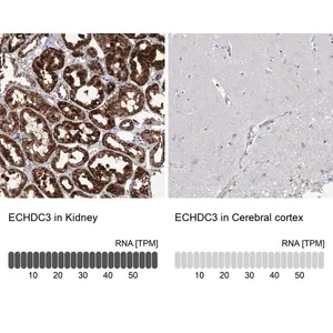 Merck Anti-ECHDC3 antibody produced in rabbit