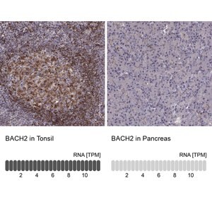 Merck Anti-BACH2 antibody produced in rabbit