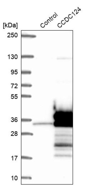 Merck Anti-CCDC124 antibody produced in rabbit