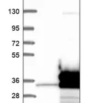 Merck Anti-CCDC124 antibody produced in rabbit