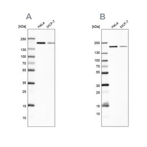 Merck Anti-ROCK2 antibody produced in rabbit