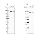Merck Anti-ROCK2 antibody produced in rabbit