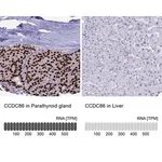 Merck Anti-CCDC86 antibody produced in rabbit