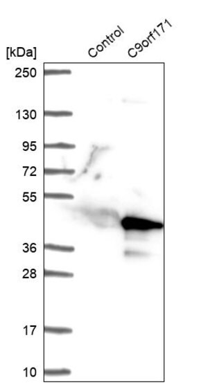Merck Anti-CFAP77 antibody produced in rabbit