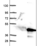 Merck Anti-CFAP77 antibody produced in rabbit