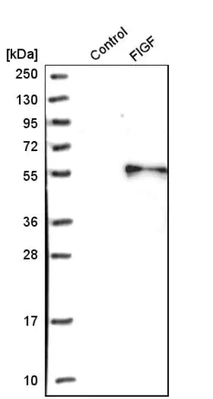 Merck Anti-VEGFD antibody produced in rabbit