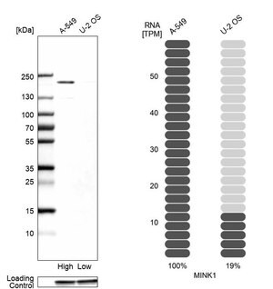 Merck Anti-MINK1 antibody produced in rabbit