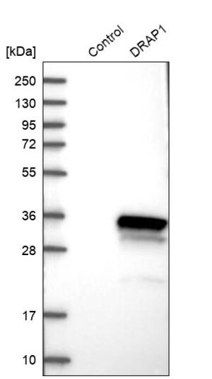 Merck Anti-DRAP1 antibody produced in rabbit