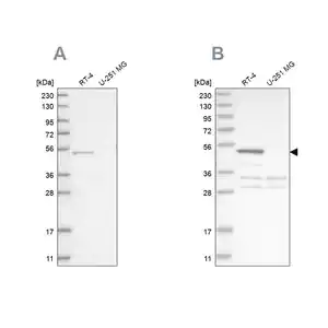 Merck Anti-SCP2 antibody produced in rabbit