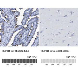 Merck Anti-RSPH1 antibody produced in rabbit