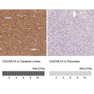 Merck Anti-CACNA1A antibody produced in rabbit