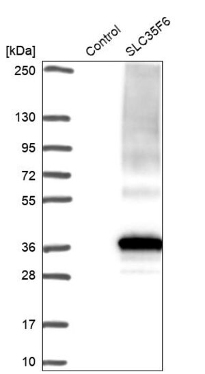Merck Anti-SLC35F6 antibody produced in rabbit