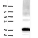 Merck Anti-SLC35F6 antibody produced in rabbit