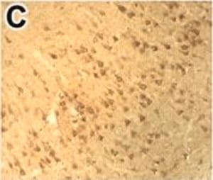 Merck Anti-DNMT1 antibody produced in rabbit
