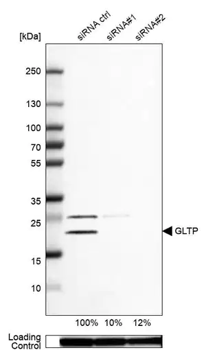 Merck Anti-GLTP antibody produced in rabbit