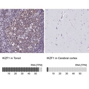 Merck Anti-IKZF1 antibody produced in rabbit