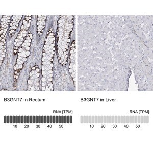 Merck Anti-B3GNT7 antibody produced in rabbit