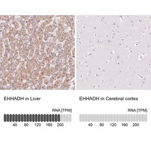 Merck Anti-EHHADH antibody produced in rabbit