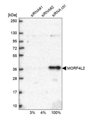 Merck Anti-MORF4L2 antibody produced in rabbit