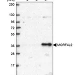 Merck Anti-MORF4L2 antibody produced in rabbit