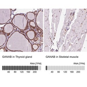Merck Anti-GANAB antibody produced in rabbit
