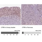 Merck Anti-CTR9 antibody produced in rabbit